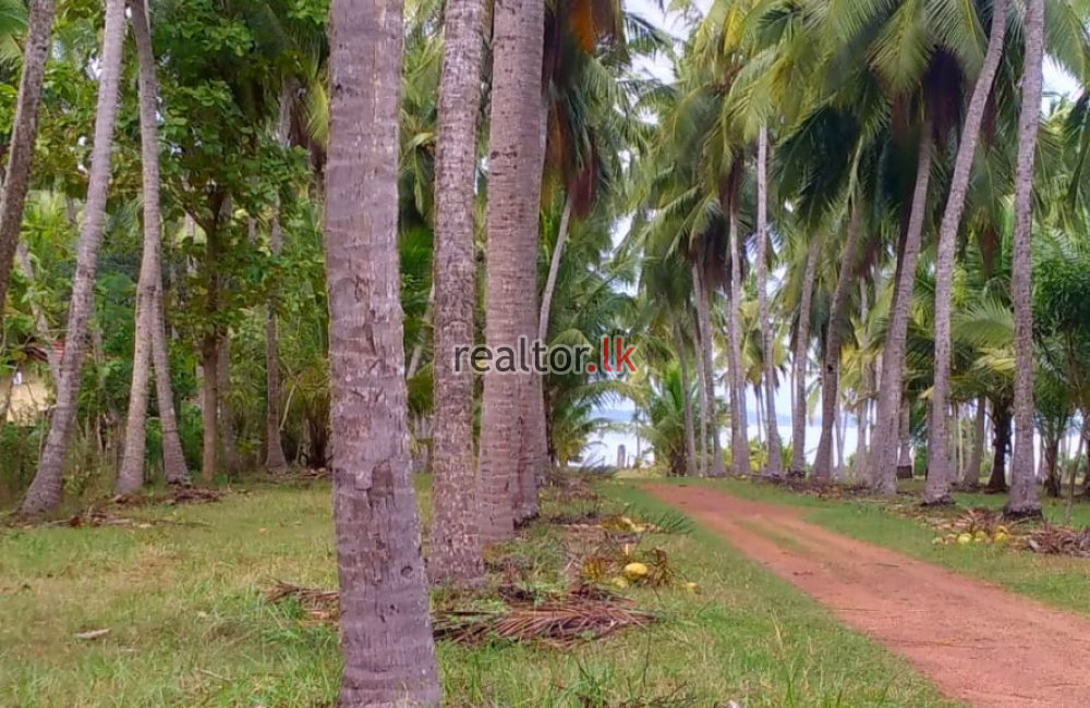 Mundalama Coconut Land For Sale