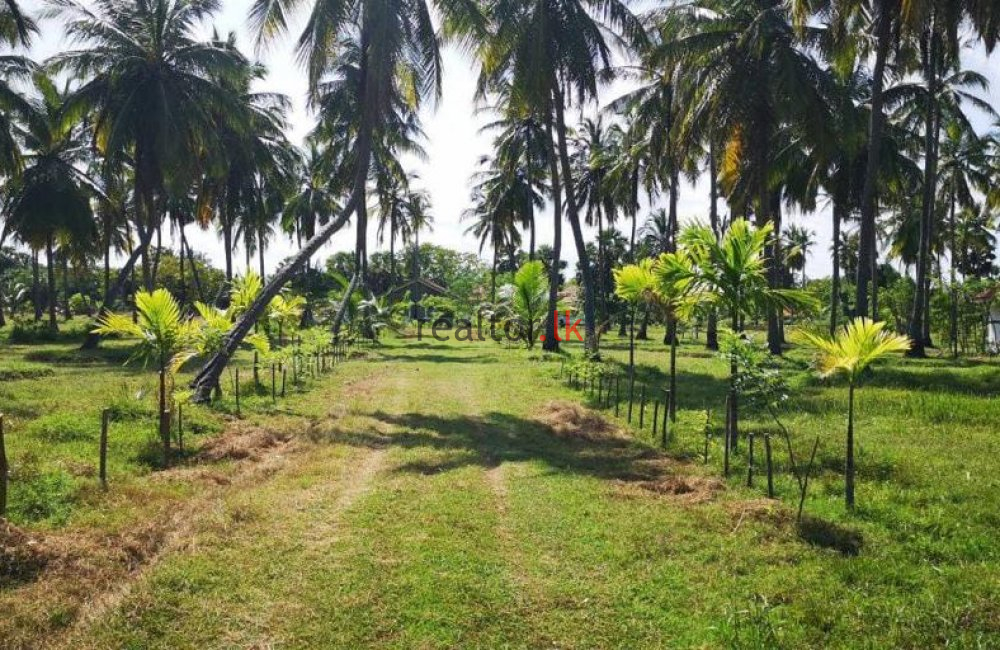 Pasikuda Beach Facing Land For Sale