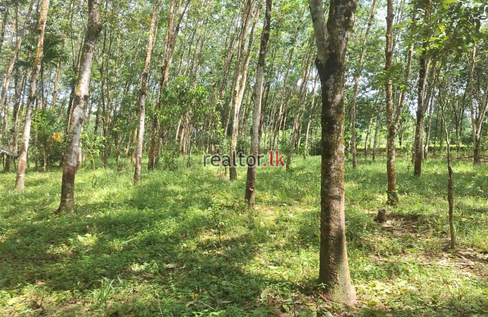 Rubber Estate For Sale At Pahala Naragala Horana