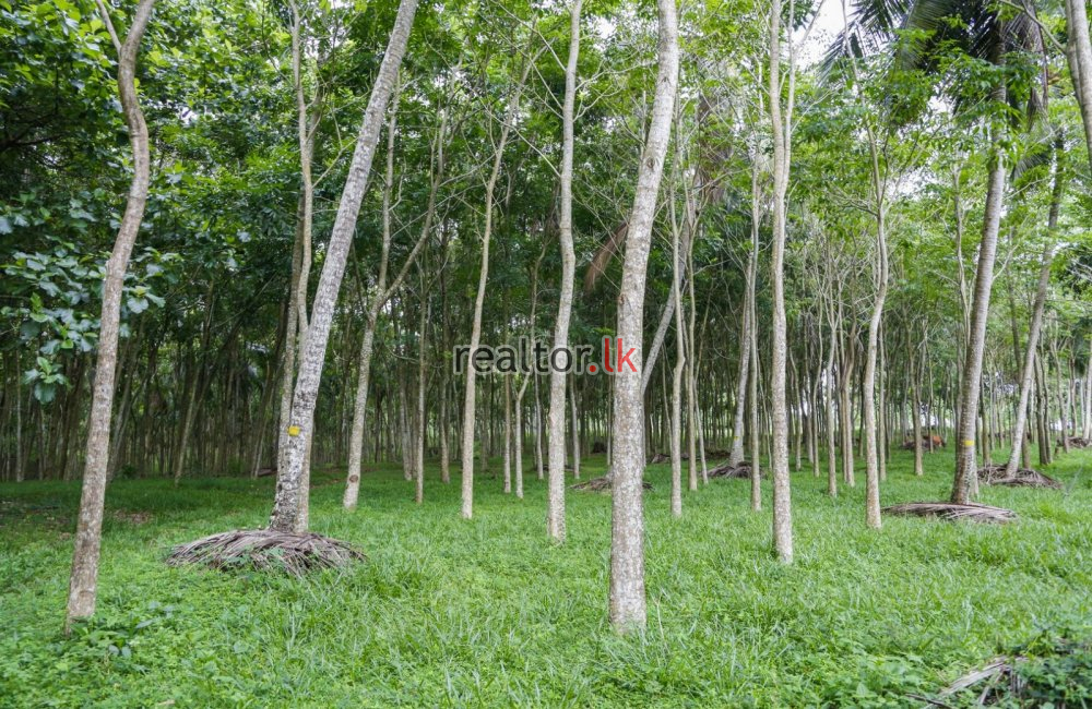 Mixed Plant Estate For Sale At Nittambuwa Gampaha