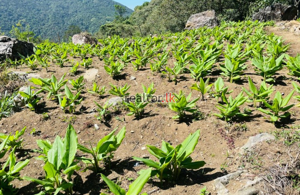 Agricultural Land For Sale At Matale