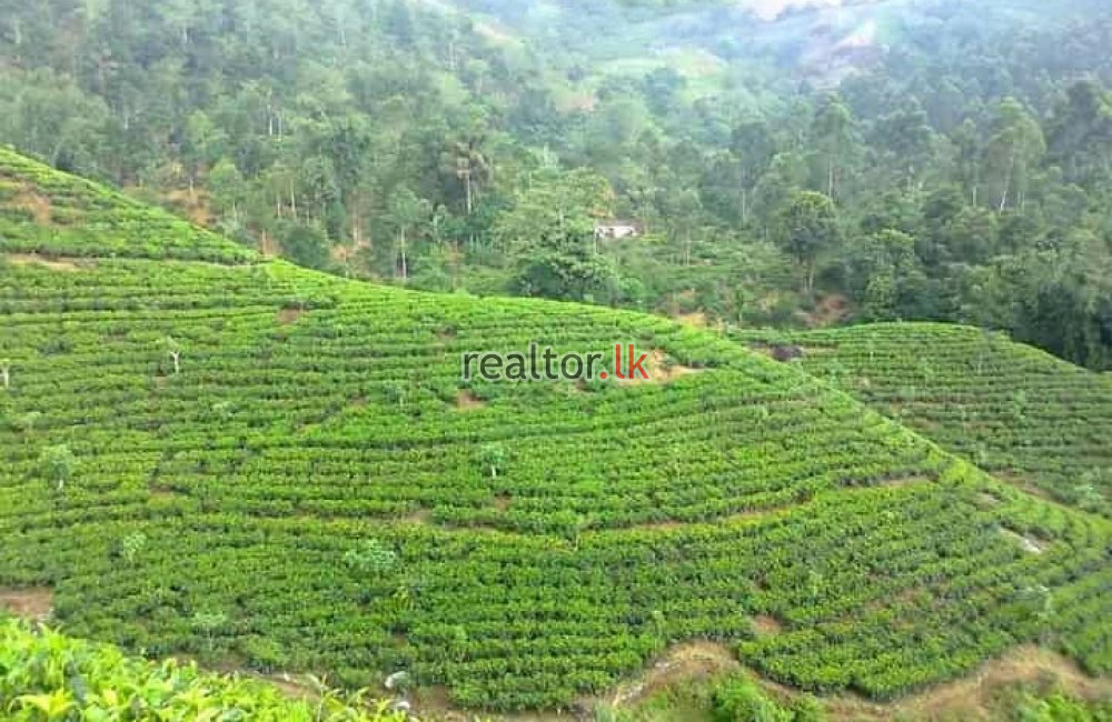 Kandy Tea Estate + Factory For Sale