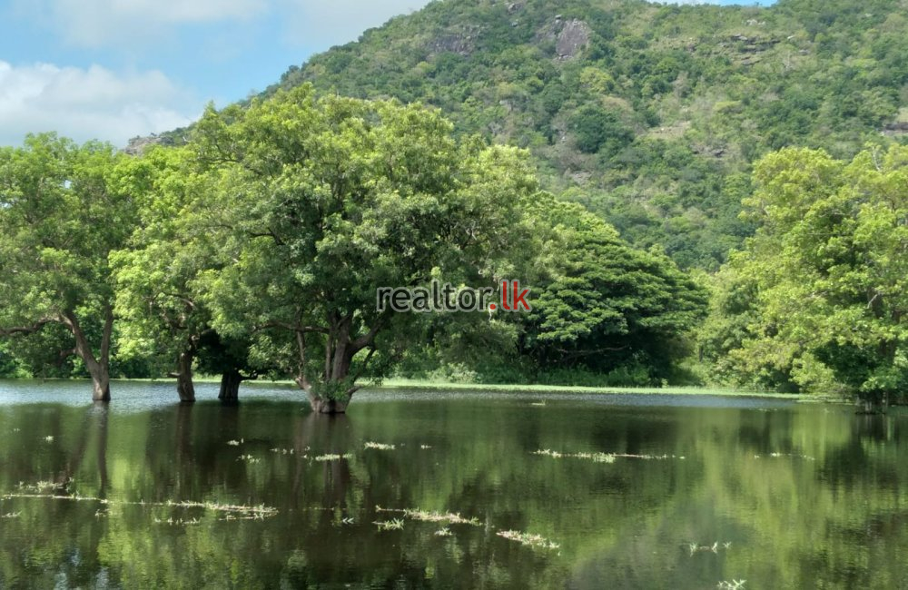 Paddy Land For Sale In Ranamukgama