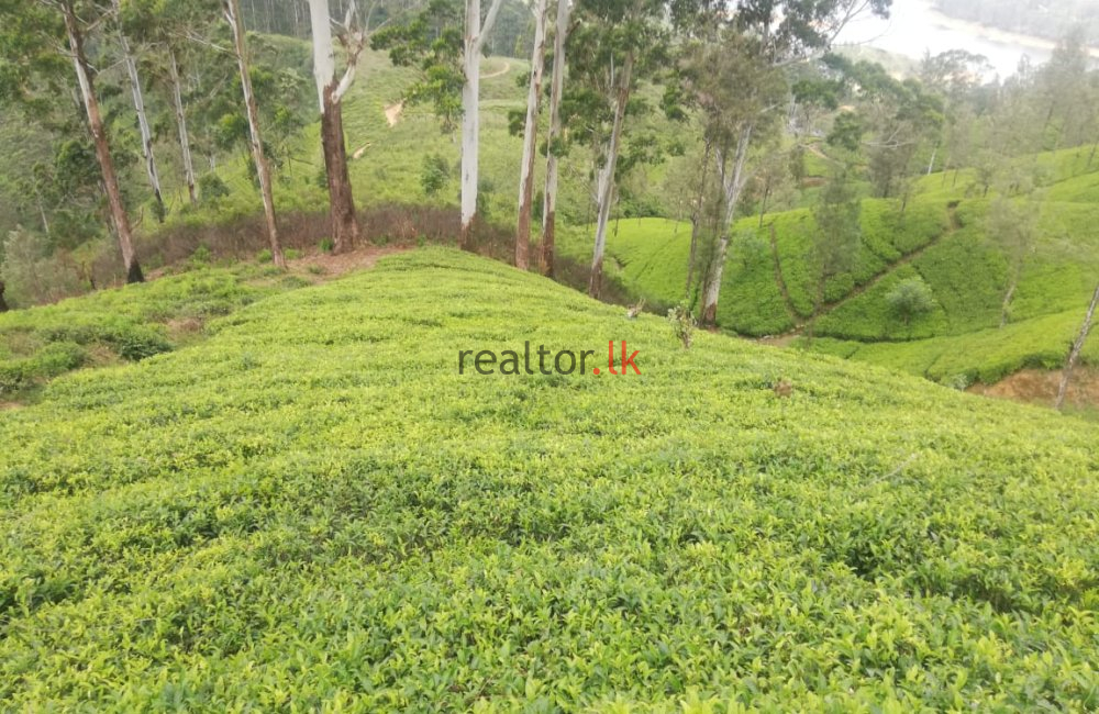 Nuwara - Eliya Tea Estate For Sale