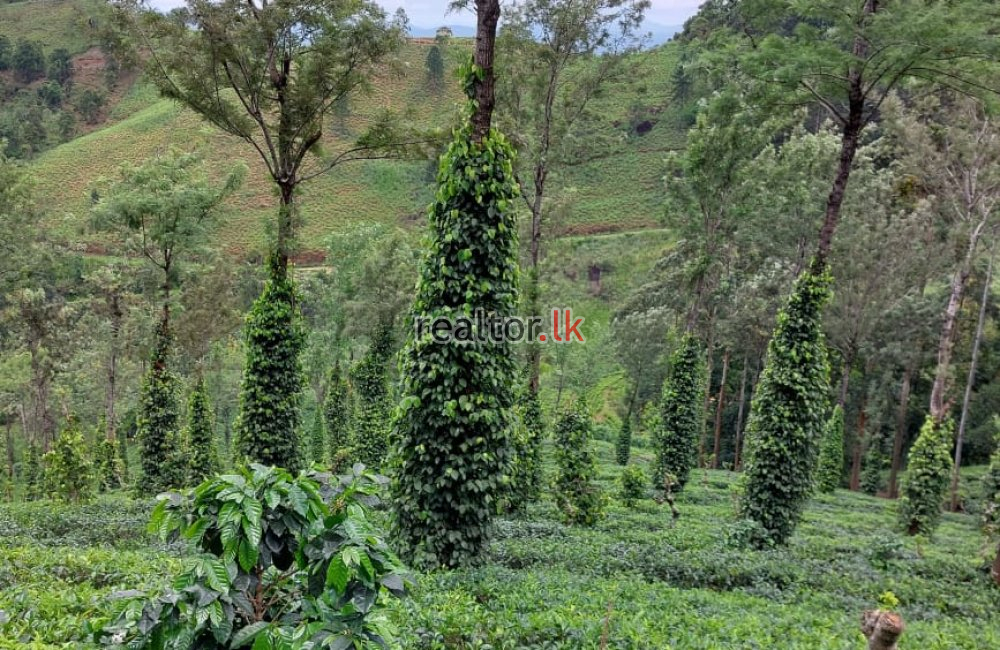 Tea Estate At Galaha