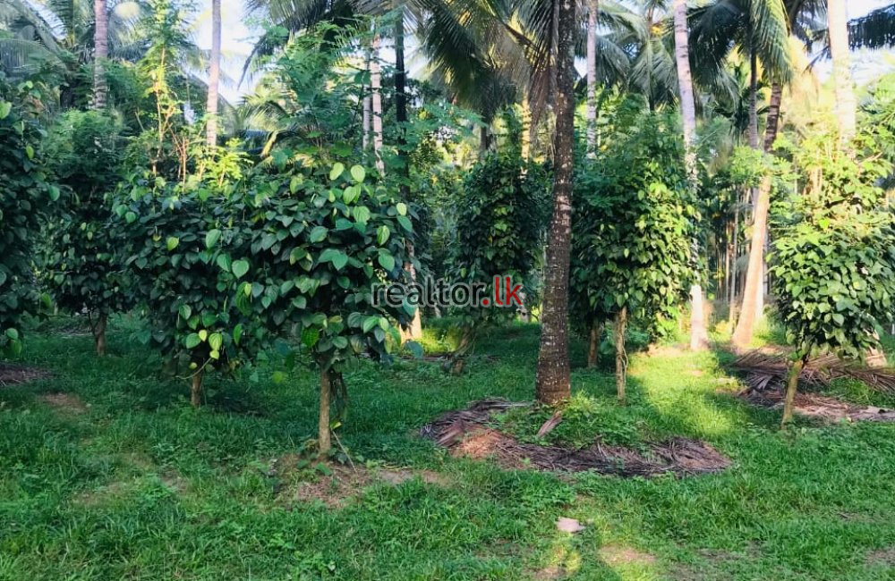 Coconut Estate For Sale In Wellawa Kurunegala