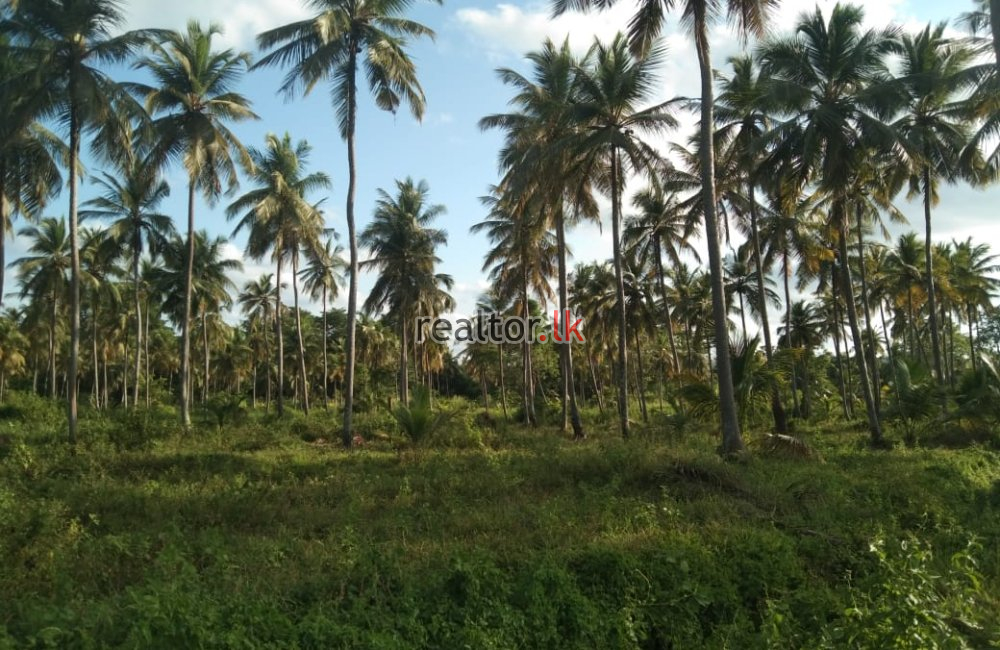 Coconut Estate For Sale At Madagalla Ibbagamuwa