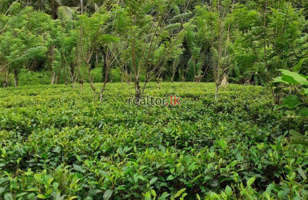 Batuwangala Tea Estate For Sale