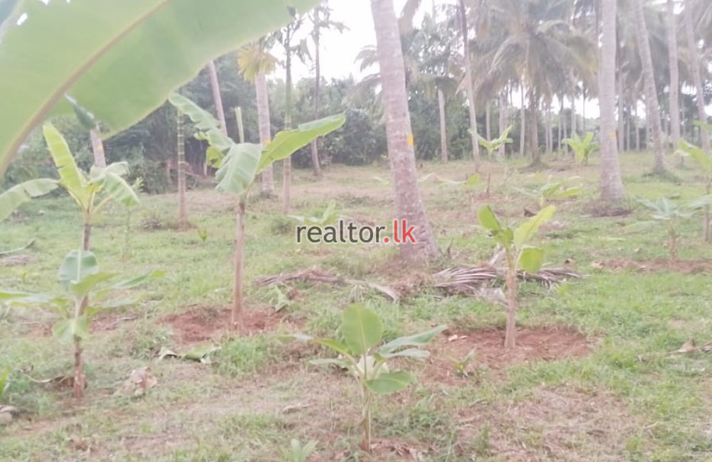 Lakefront Coconut Estate At Millawana Matale