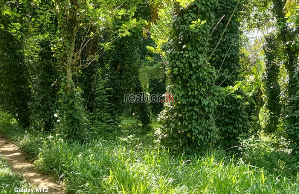 82.5 Acres Mixed Plant Estate For Sale At Matale