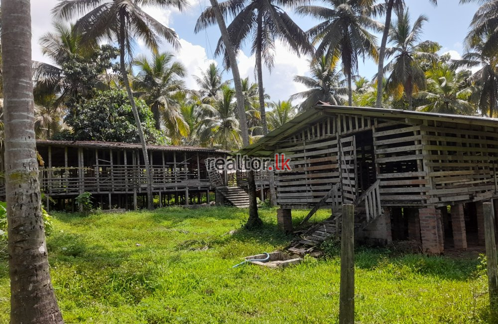 Coconut Estate For Sale At Horombawa Kuliyapitiya