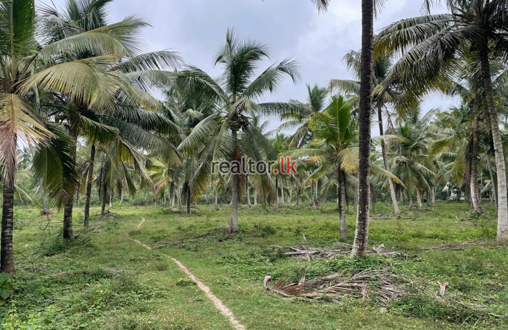 Coconut Estate For Sale In Bujjampola Dankotuwa