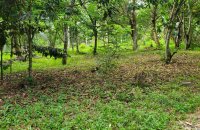 Mixed Estate For Sale In Minuwangoda