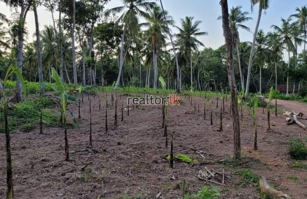 Coir Fiber Factory For Sale In Wariyapola