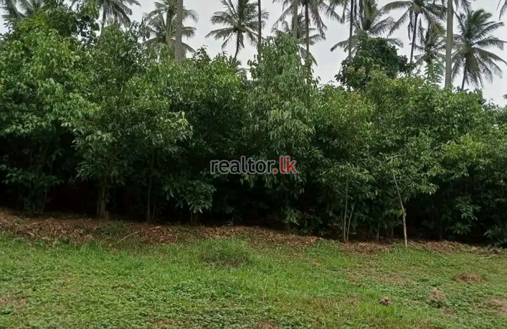 82.5 Acres Mixed Plant Estate For Sale At Matale