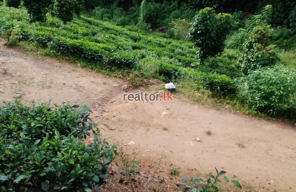 Mixed Plant Estate For Sale At Dehiowita