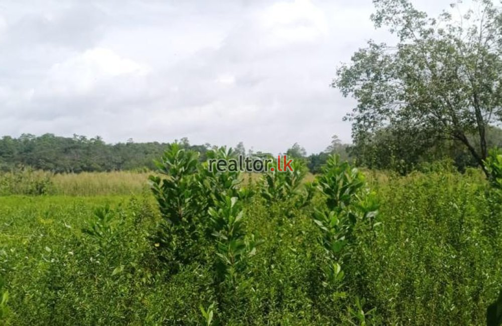 Bolgoda River Facing Land For Sale Panadura