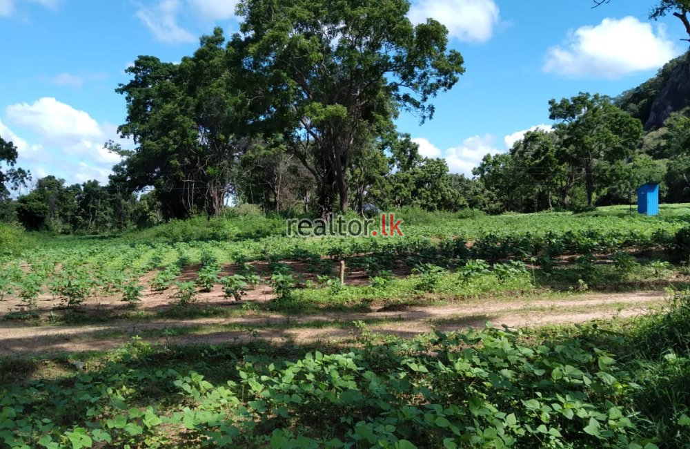 Paddy Land For Sale In Ranamukgama