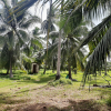 Coconut Estate At Facing Colombo - Puttalam Rd