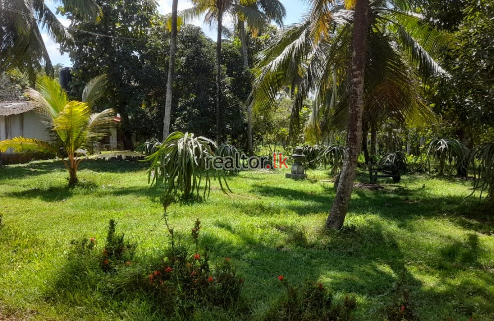 Coconut Estate For Sale At Horombawa Kuliyapitiya