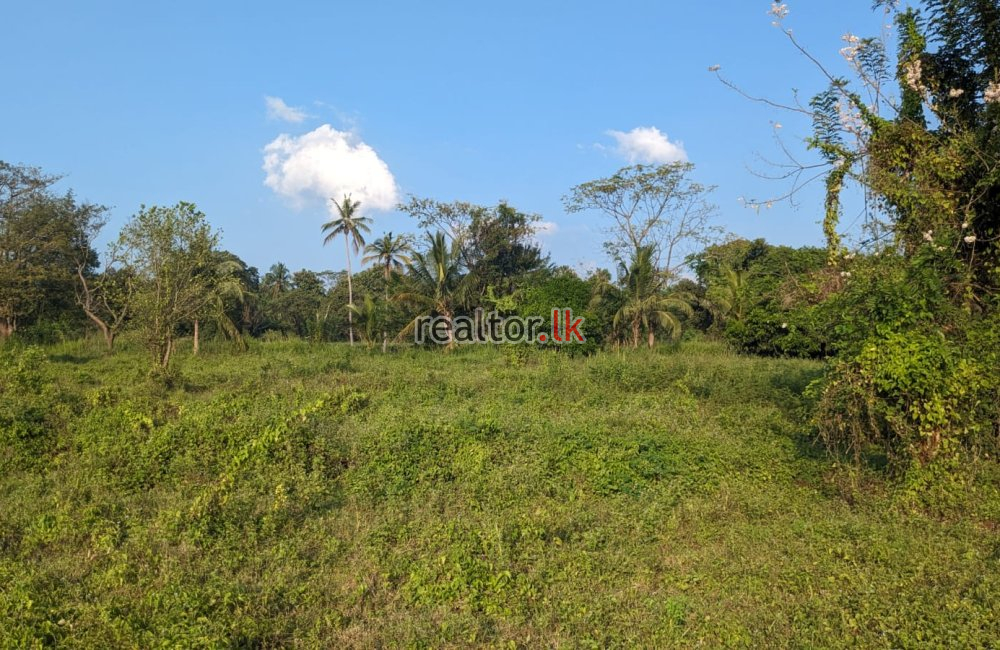 5.5 Acres Land For Sale At Dambulla