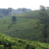 Nawalapitiya Tea Estate For Sale