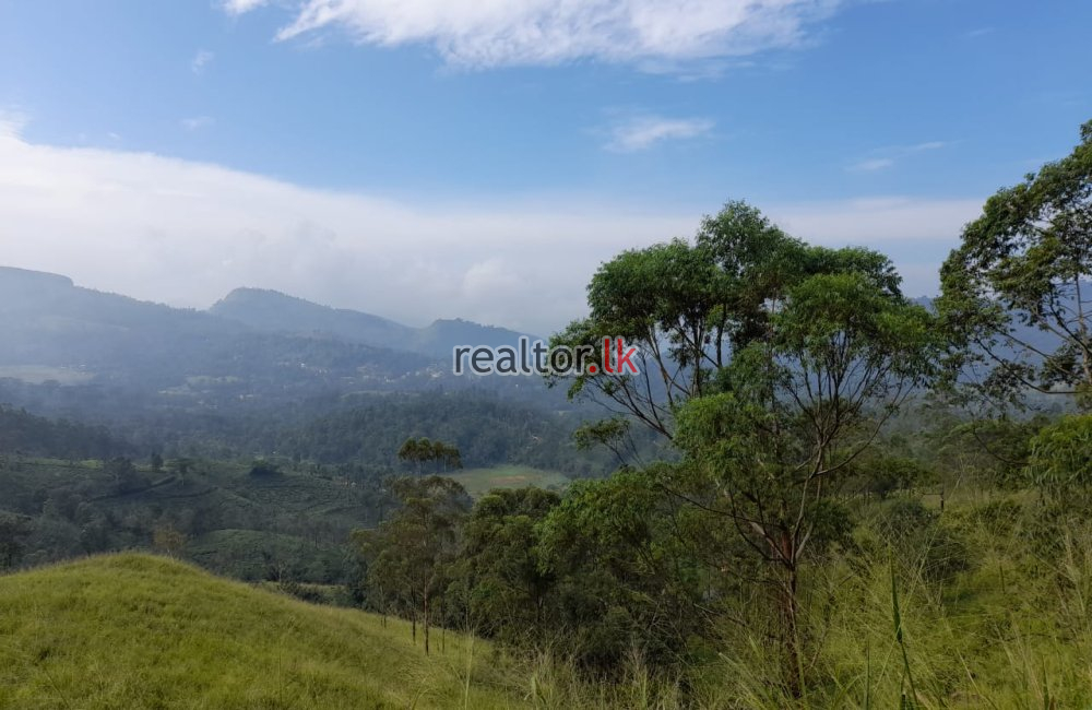 Tea Estate For Sale At Galaha