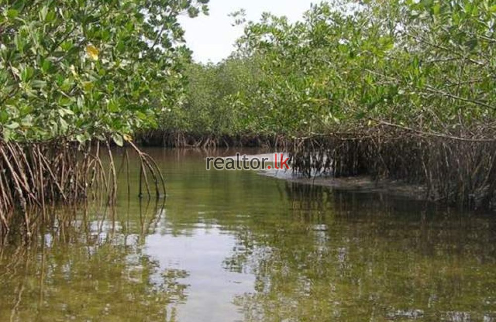 Marshland For Sale In Pamunugama Negombo