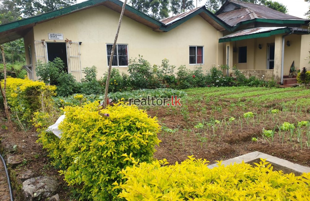 Tea Estate For Sale At Hatton