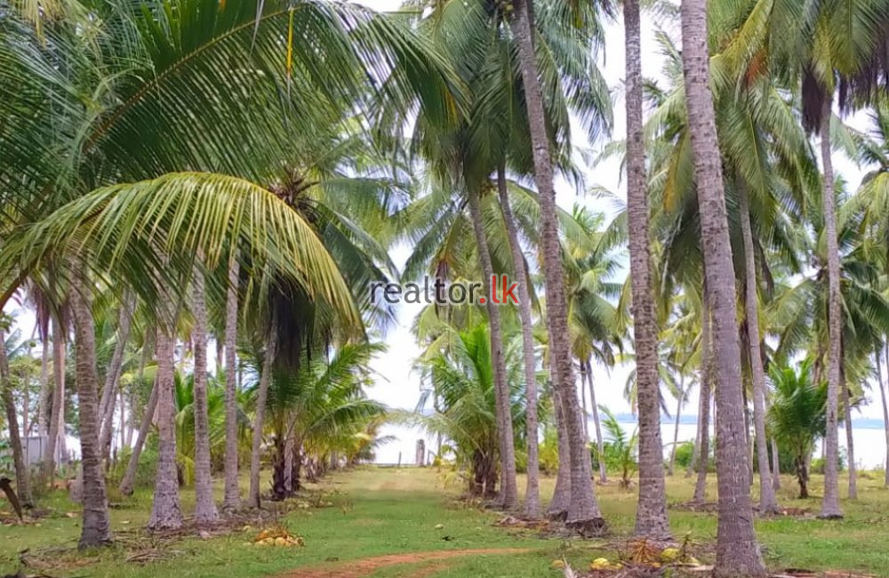 Mundalama Coconut Land For Sale