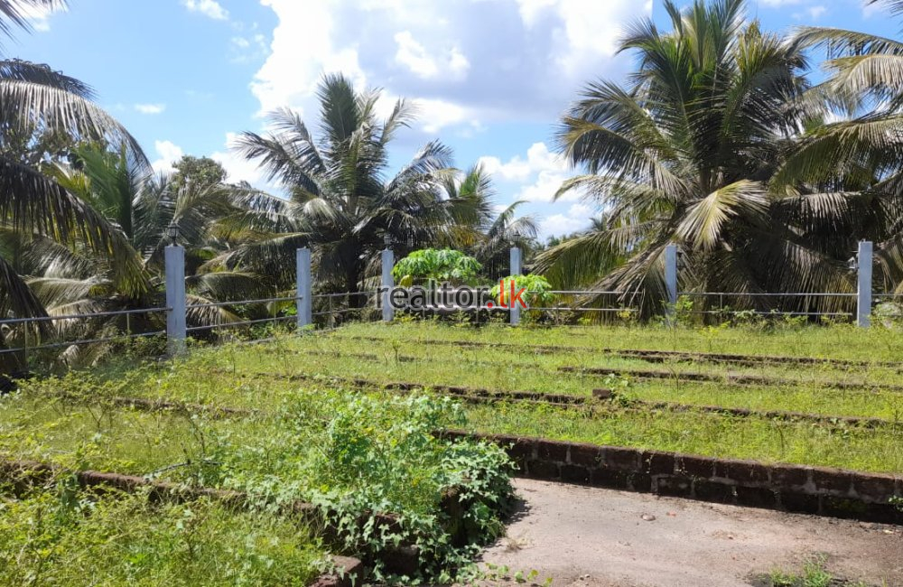 Coconut Estate For Sale At Horombawa Kuliyapitiya