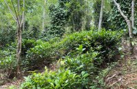 Mixed Estate For Sale In Yatihalagala Kandy