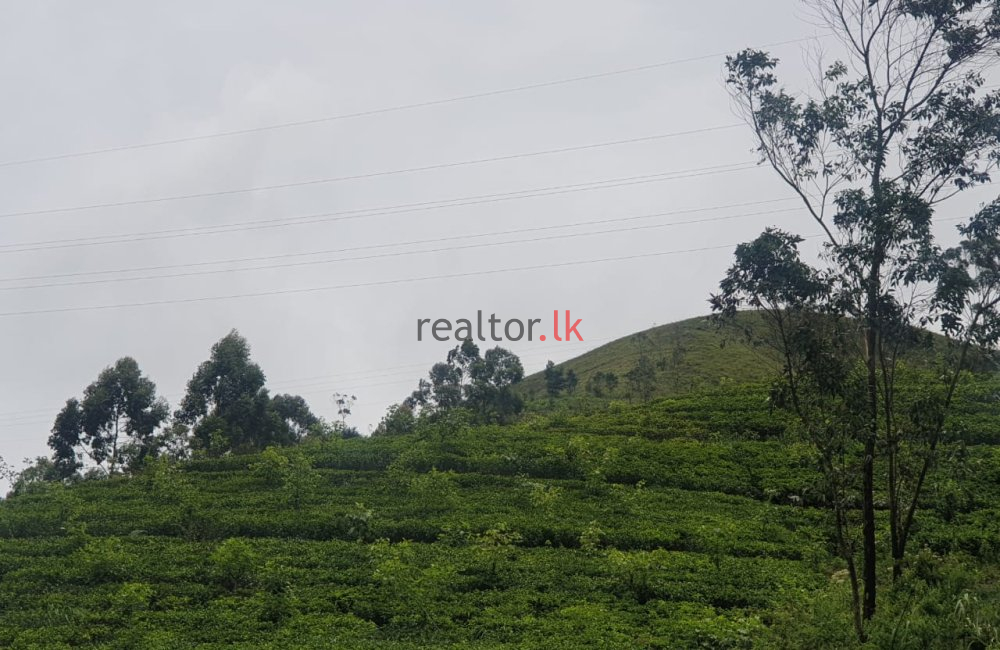 Hatton Tea Estate For Sale