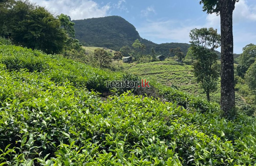 Tea Estate With Cabana Style Hotel In Deniyaya