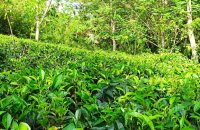 Mixed Plant Estate For Sale At Galle