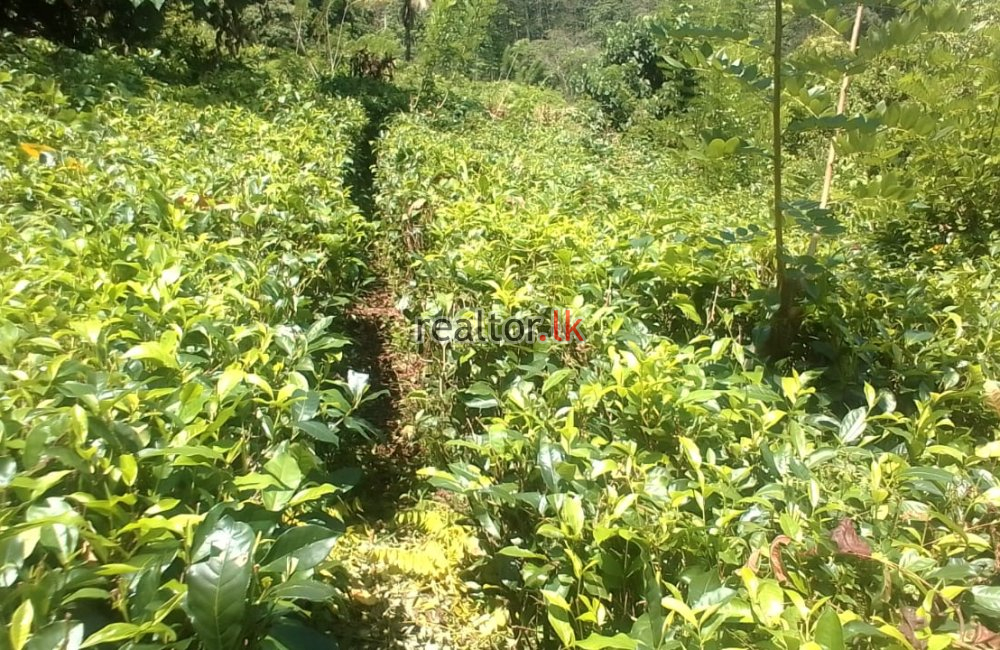 Tea Estate At Wadikumbura Rd