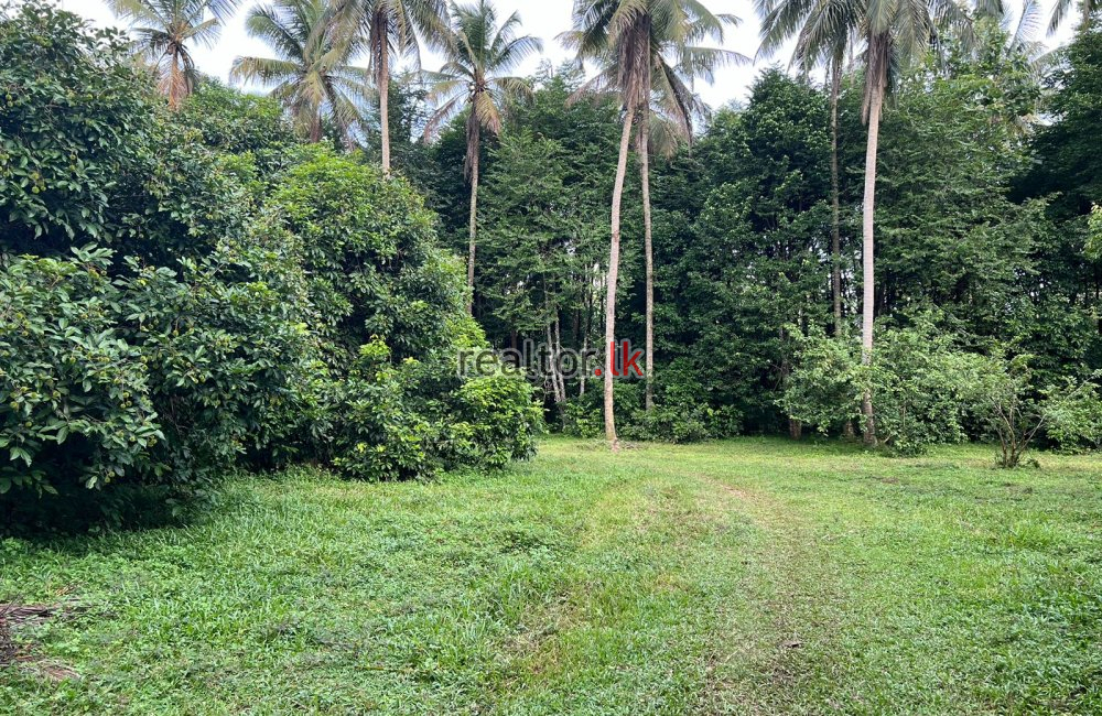 Land For Sale In Pannala