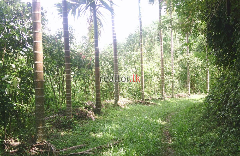 Mixed Plant Estate For Sale In Palletanna Matale
