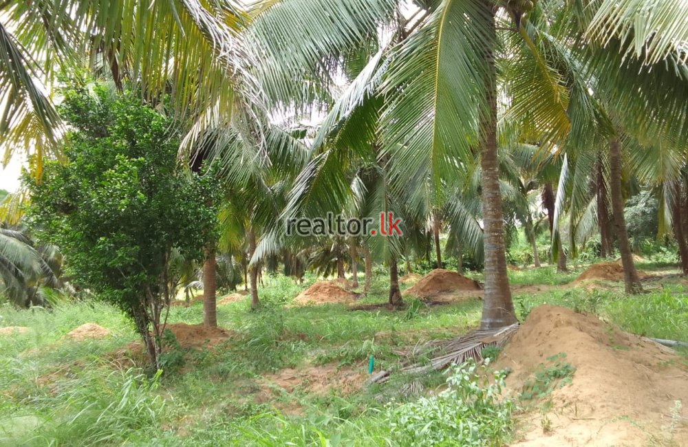 Coconut Estate For Sale At Wanathavilluwa