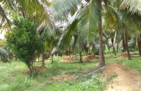 Coconut Estate For Sale At Wanathavilluwa