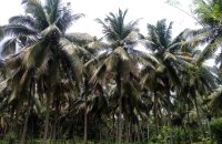Coconut Estate For Sale At Melsiripura