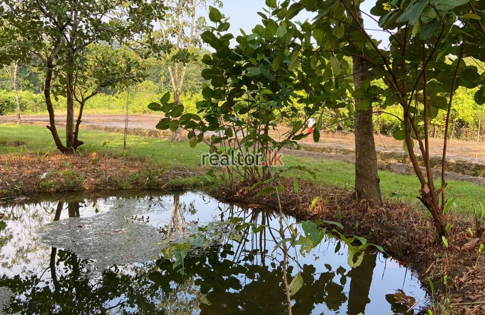 Paddy Land For Sale In Horana