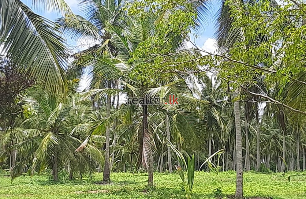 Coconut Estate For Sale In Nattandiya