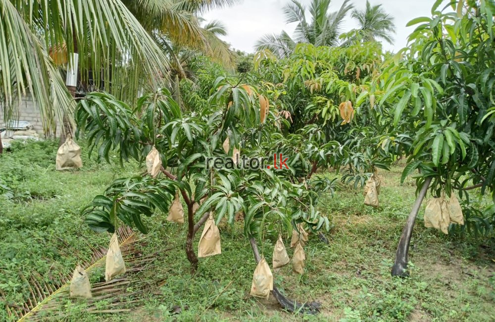 Mix Plant Estate For Sale At Puttalam