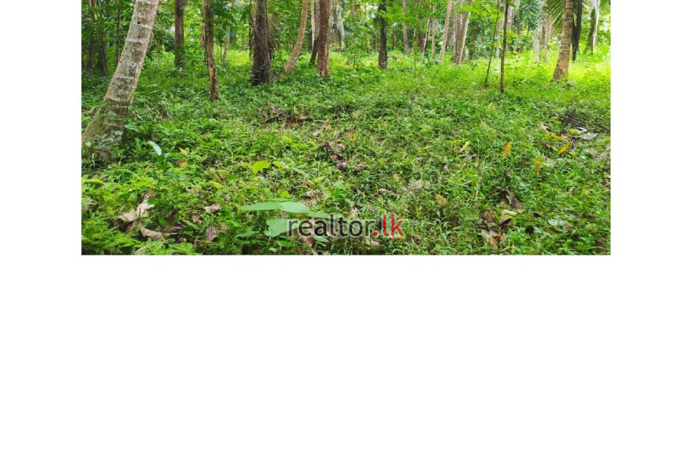 153 Perches Land For Sale In Alawwa