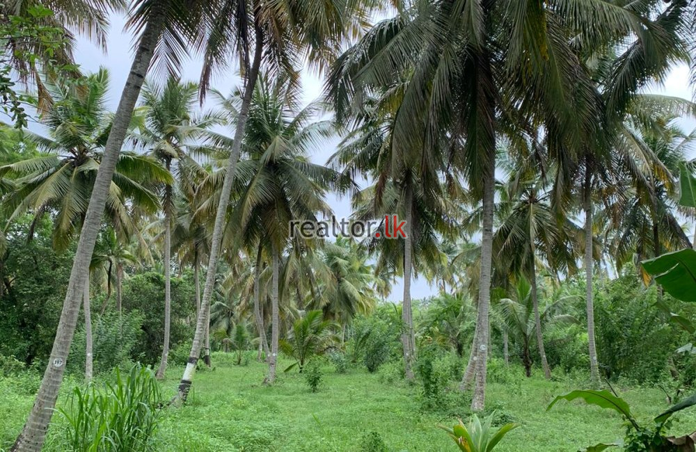 Coconut Estate For Sale In Wariyapola Kurunegala