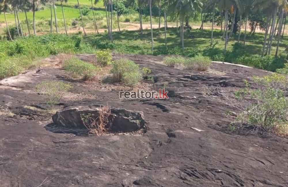 Coconut Estate For Sale At Colombo Rd Kurunegala