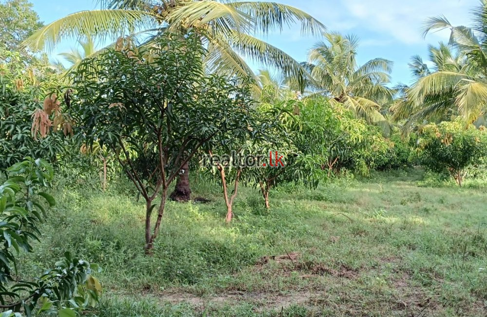 Mix Plant Estate For Sale At Puttalam