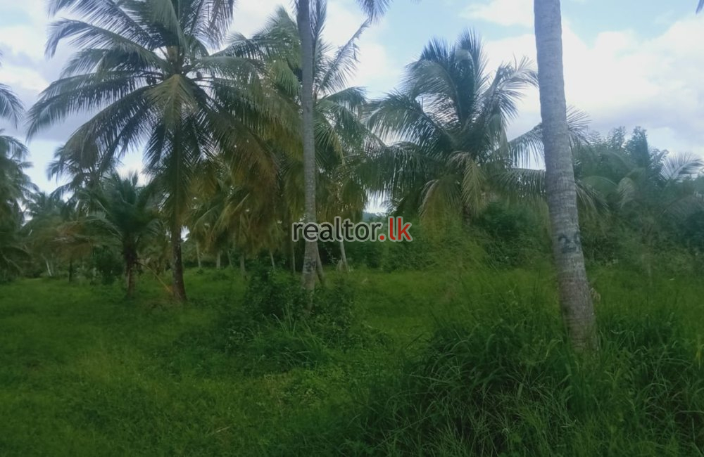 Coconut Estate In Kurunegala For Sale