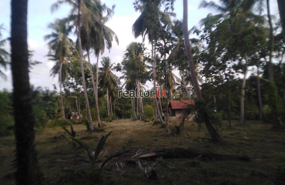 Marawila Coconut Land For Sale